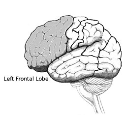 drawing of front lobe of human brain