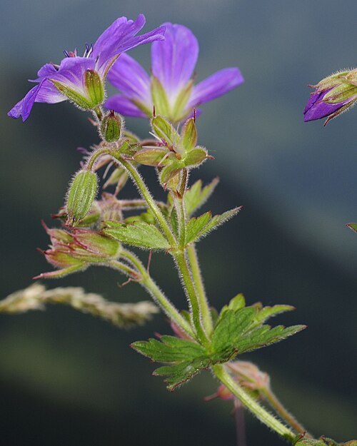 File:Geranium sylvaticum (1).JPG