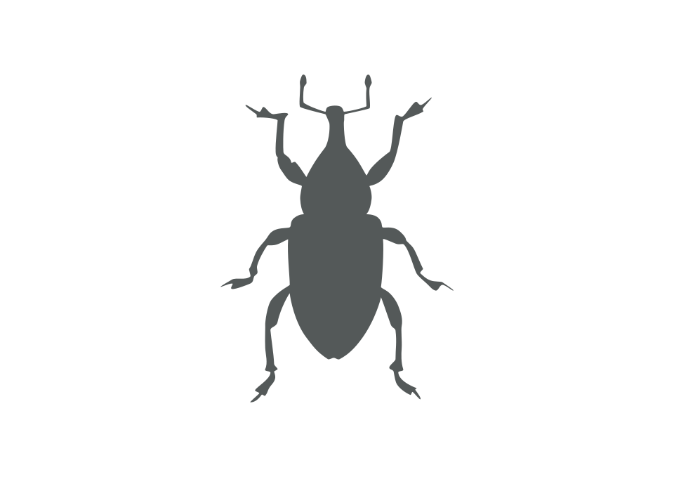 File:Large pine weevil (Hylobius abietis) silhouette.svg
