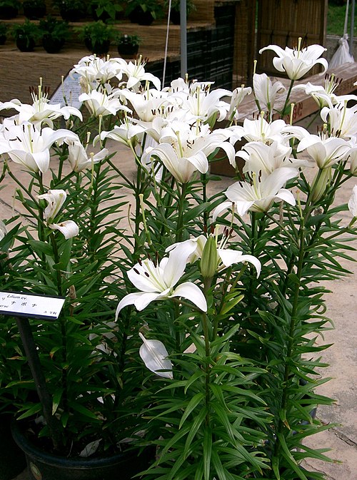 File:Lilium 'Navona'1.jpg
