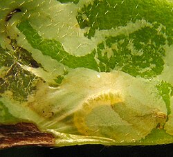 A leaf miner inside its mine under a leaf's epidermis