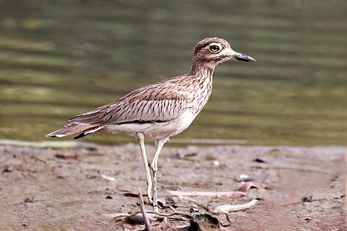 Senegal thick-knee Burhinus senegalensis The Gambia
