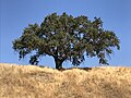 Mature valley oak on a hillside.