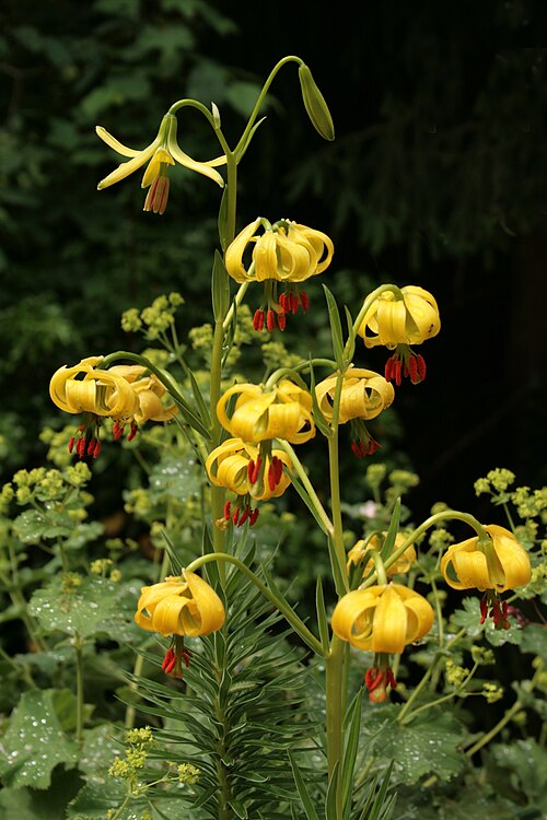 File:0 Lilium pyrenaicum - Samoëns 1.JPG
