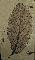 Alnus parvifolia , 3 Sept 2022
