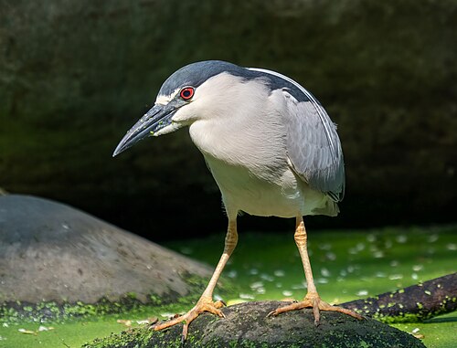 Black-crowned night heron, by Rhododendrites
