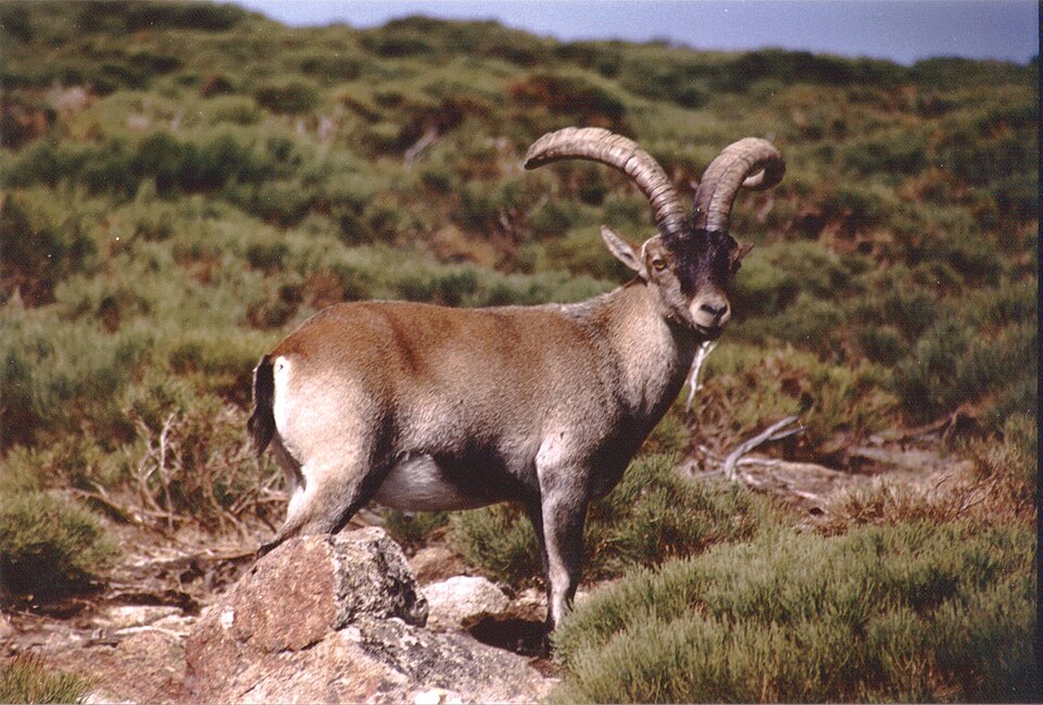 File:Capra pyrenaica.jpg