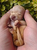 Image 52Chihuahua puppy (from Puppy)