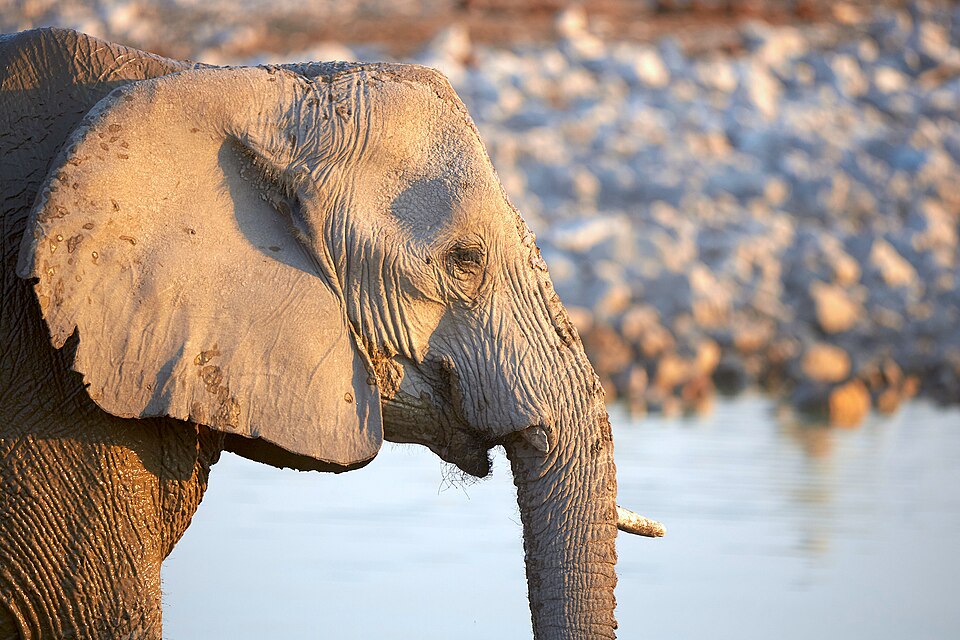 African bush elephant (loxodonta africana) at Okaukuejo waterhole in Etosha National Park Namibia. Broken tusk and damaged ear shows middle age.