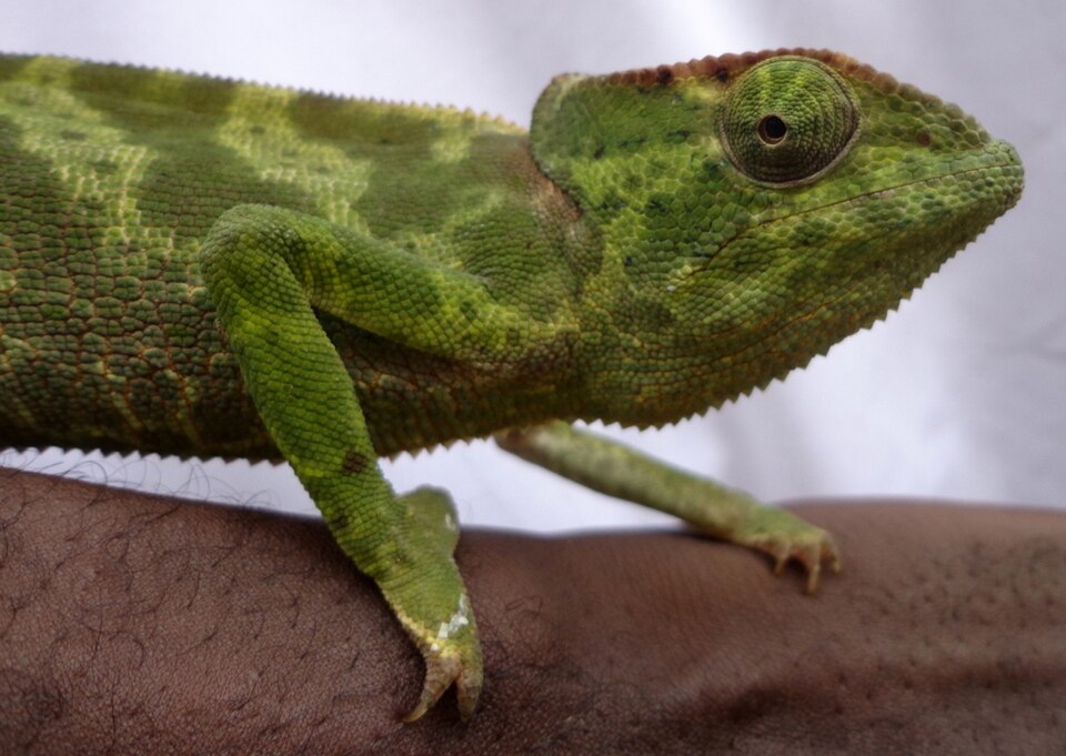 File:Graceful chameleon.JPG