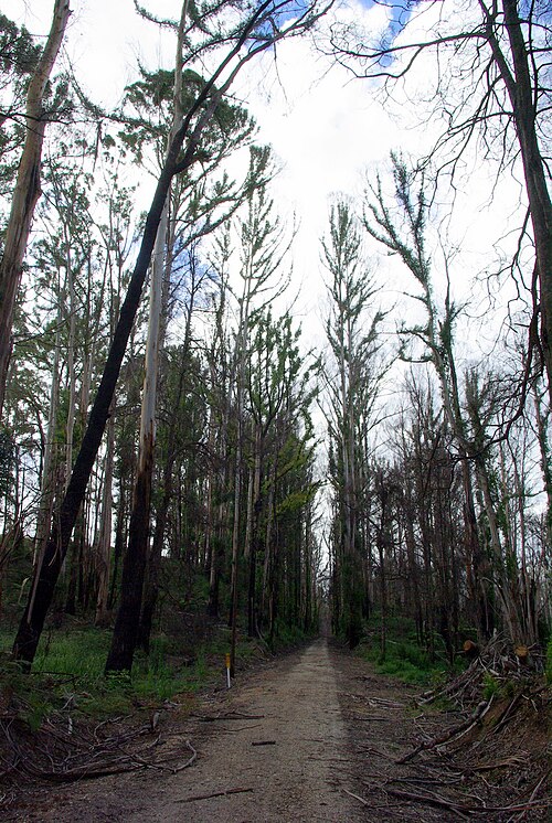 File:Grand Ridge Rail Trail 1 Stevage.jpg