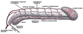 Thumbnail for version as of 08:17, 18 March 2025