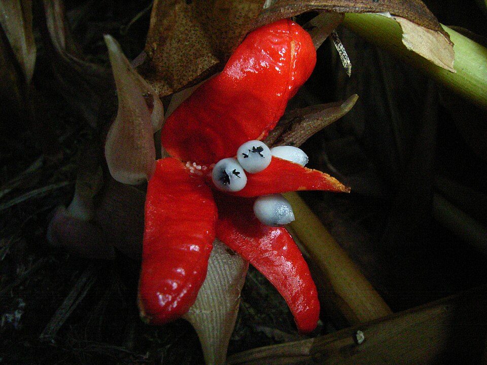 File:R0016749.JPG