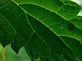 Thumbnail for version as of 17:17, 19 September 2020