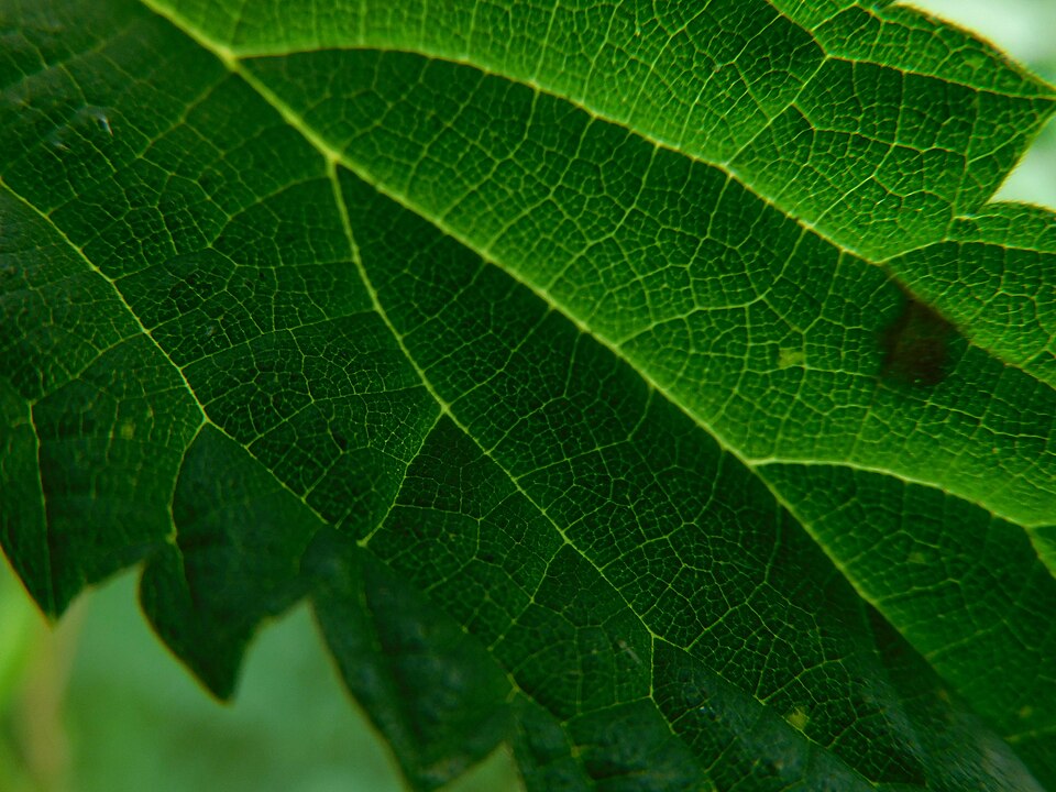 File:Stinging Nettle Leaf Detail.jpg