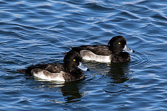 Males in eclipse plumage, Farmoor Reservoir, Oxfordshire
