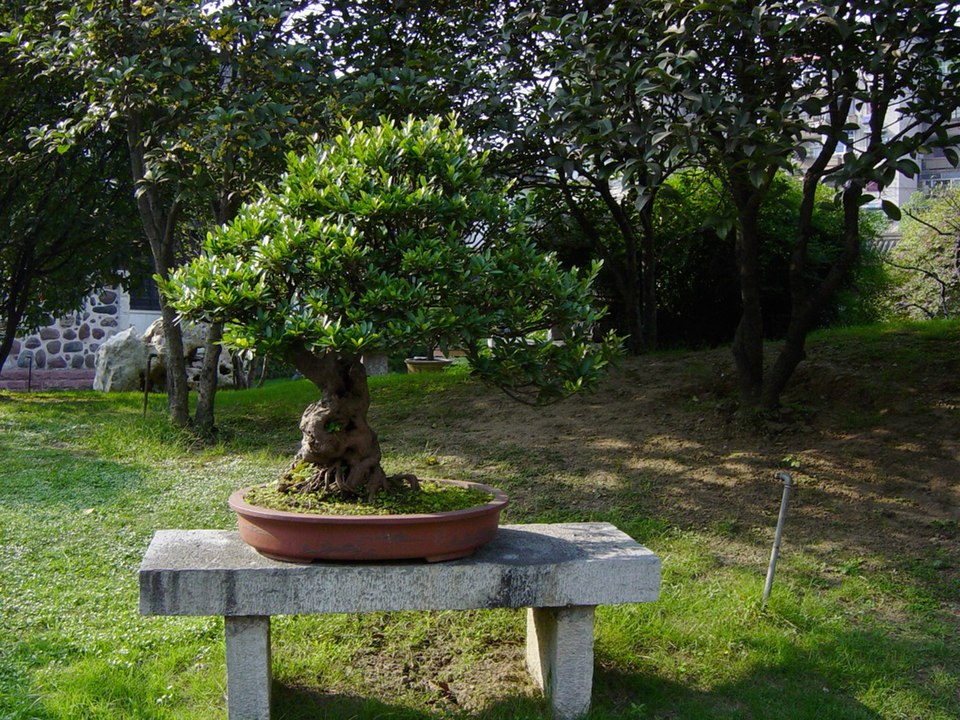 File:WuhanPenjing1.jpg