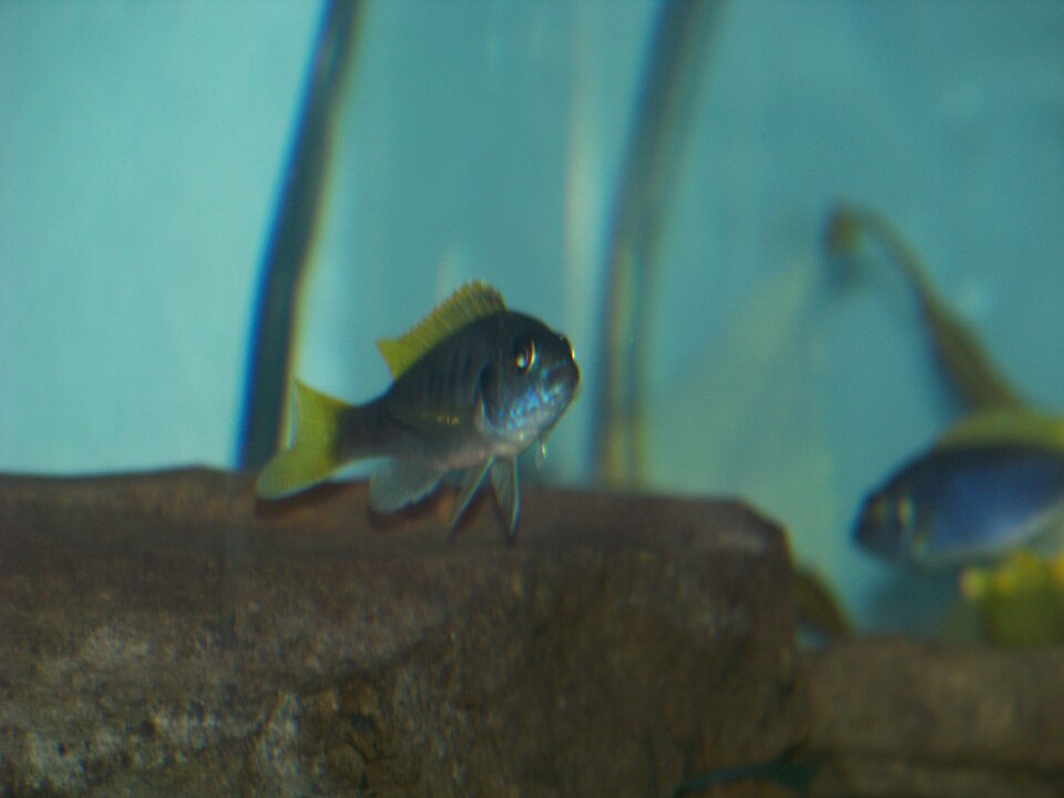 File:Yellow tailed acei.jpg