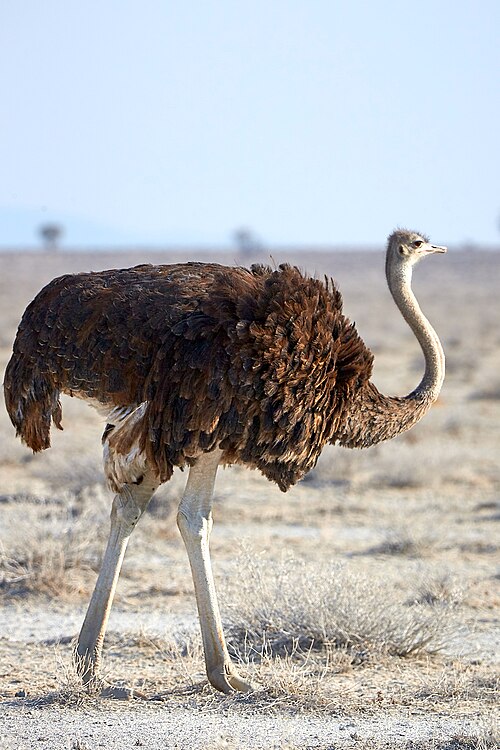 File:Young Ostrich Right 2019-07-24.jpg