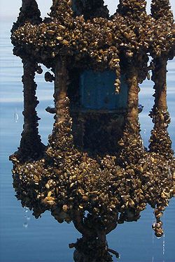 Encrusting a current meter, Lake Michigan