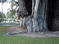 An "elephant" and "gorilla" visible in the trunk of "Tree of Life" (aka Árbol del Tule), El Tule