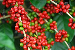Coffee plants grown in Acrelândia