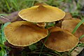 Armillaria luteobubalina