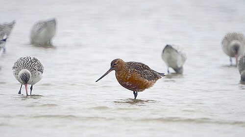 Breeding plumage at Sandbanks, Poole, Dorset