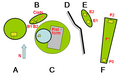 Thumbnail for version as of 15:26, 21 March 2009
