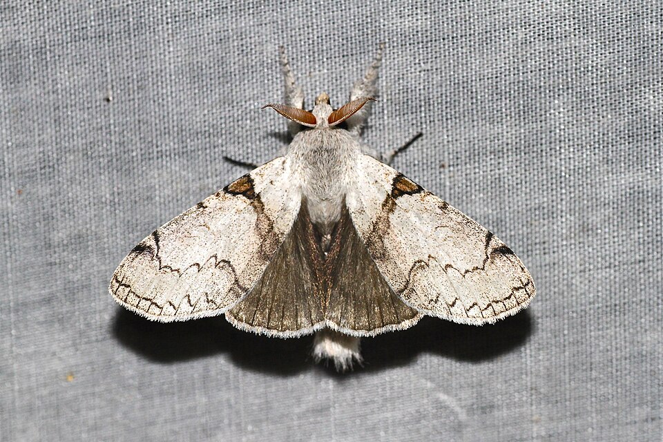 File:Calliteara diplozona (Lymantriidae-Orgyinae) (5695946626).jpg