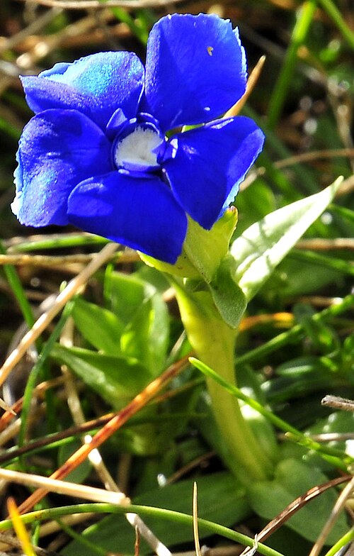 File:Gentiana verna - proljecni kaludjerak.jpg