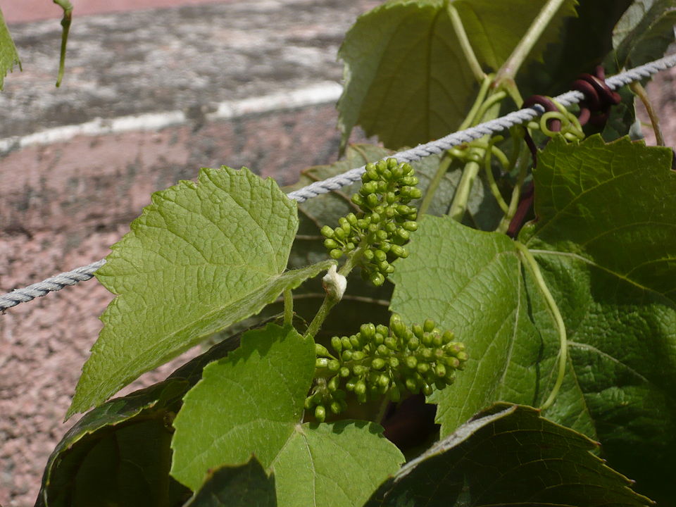 File:GrapesBuds.JPG
