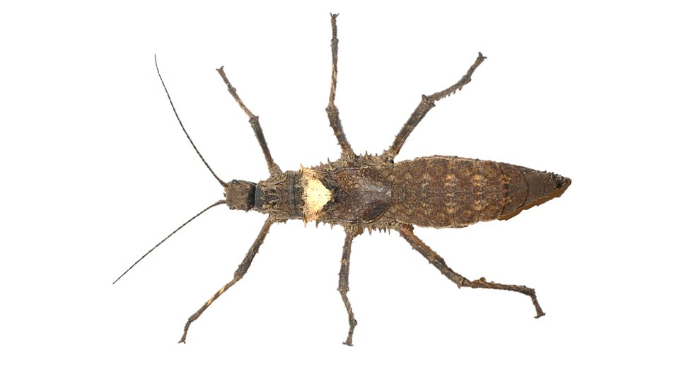 File:Haaniella dehaanii - female.jpg