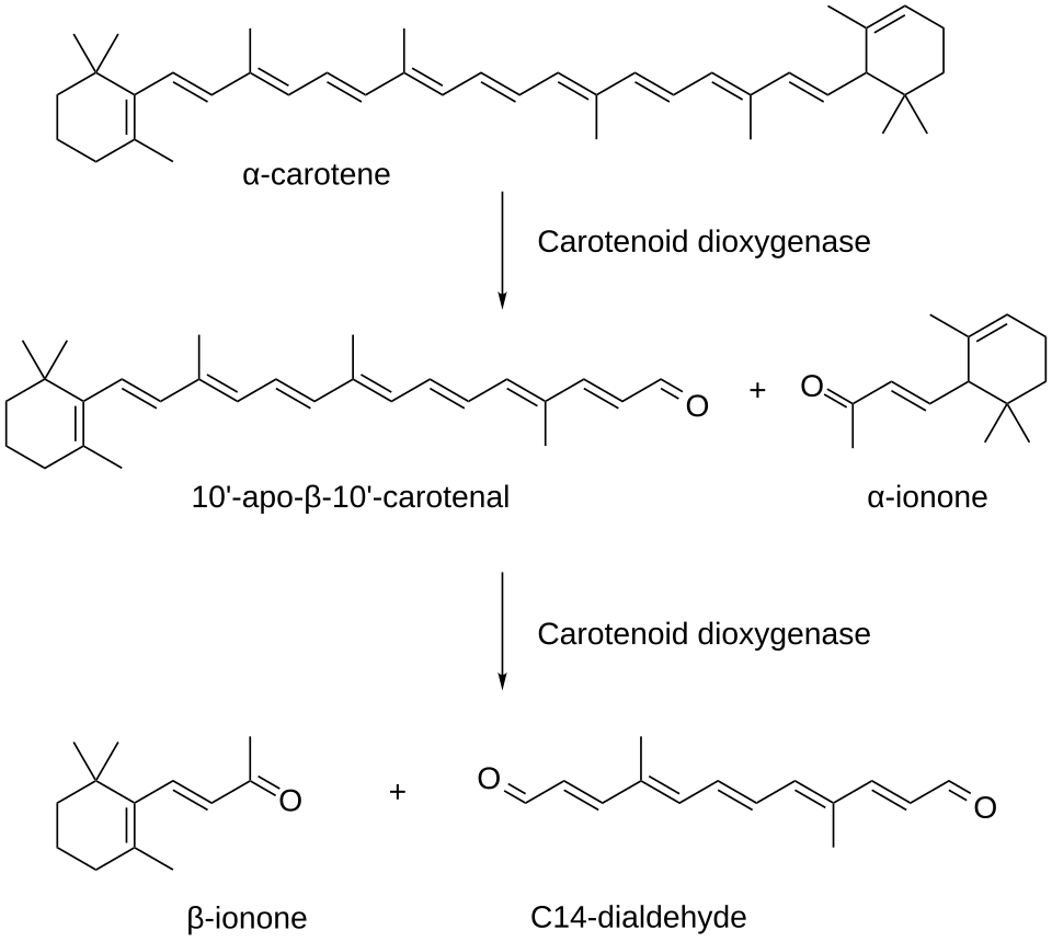 File:Ionone biosynthesis.svg