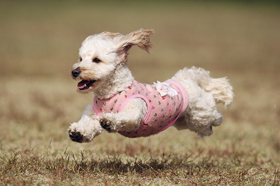 File:Juno leaping on Awaji Island (10504962176).jpg