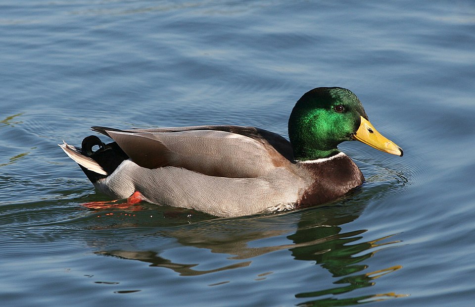 File:Male mallard3.jpg