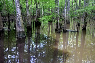 Blackwater/muddy water, Big Thicket National Preserve, Hardin Co., Texas (3 April 2020)