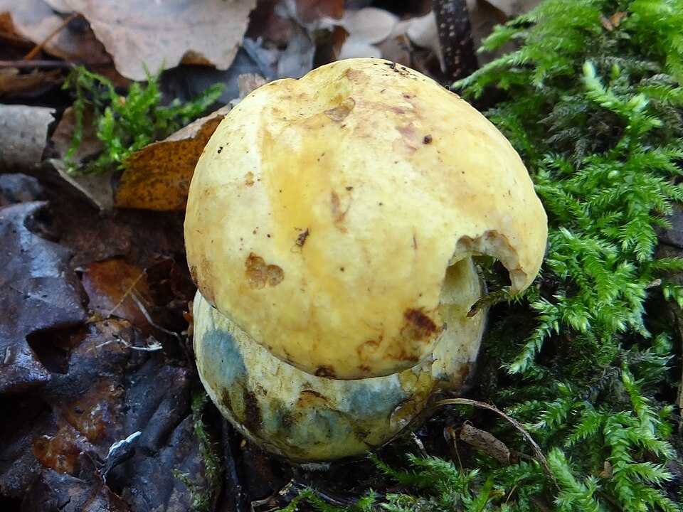 File:Boletus junquilleus G3.jpg