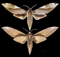 Clanis schwartzi