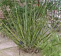 Hesperaloe funifera
