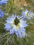 While and blue inflorescence variant