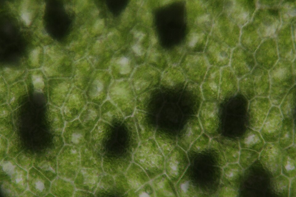 File:Monoclea-forsteri-14373 04.jpg