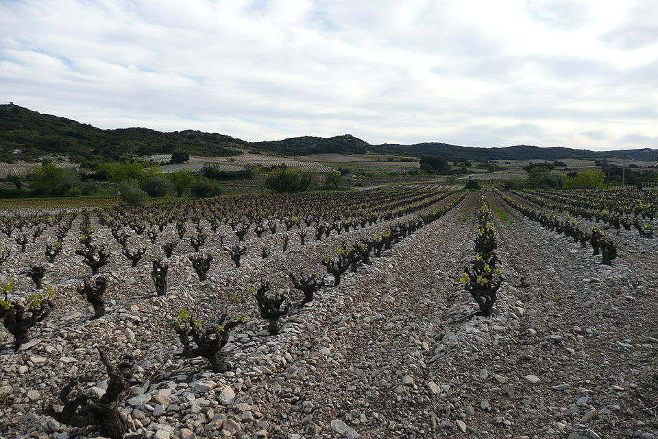 File:Paysage à Tavel.JPG