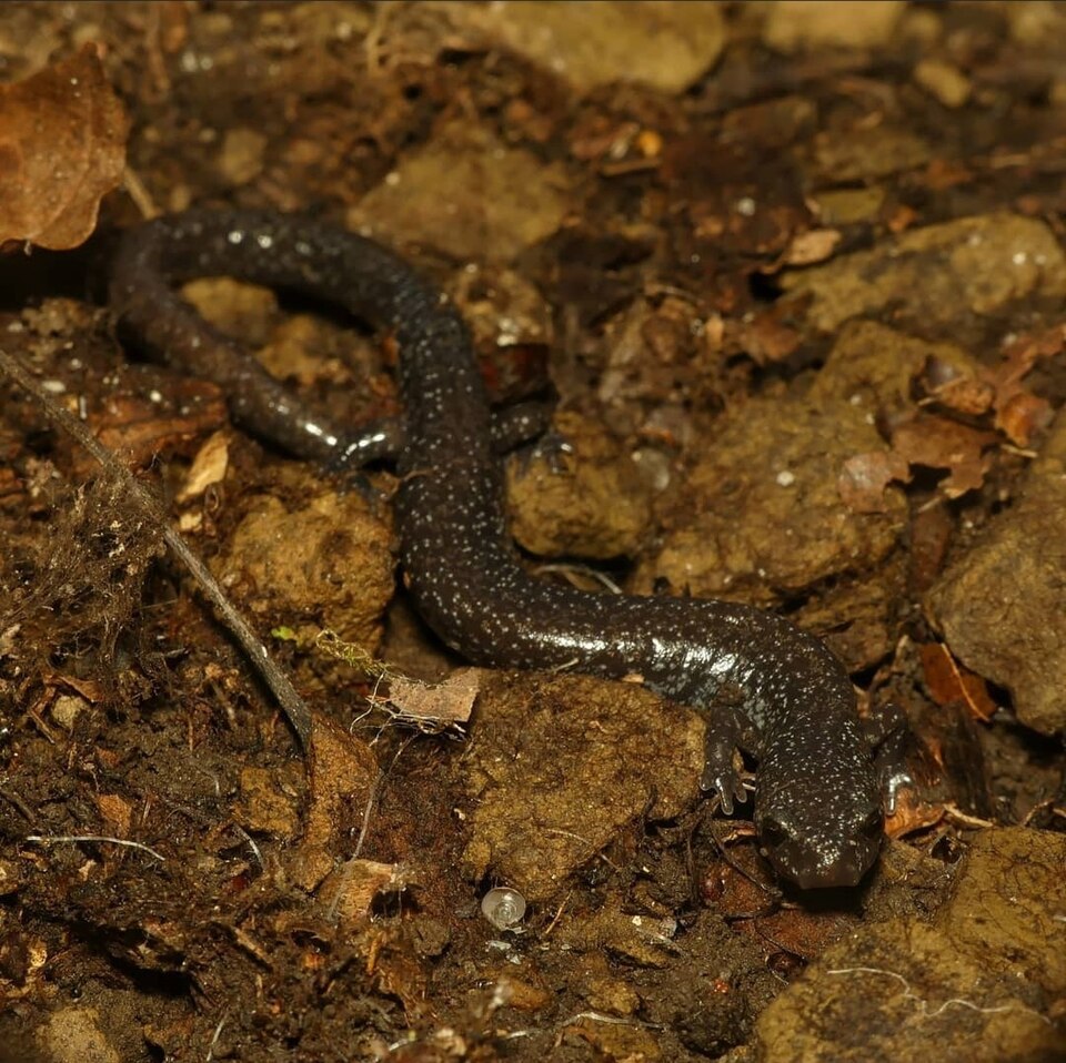 File:Plethodon electromorphus 182055000.jpg