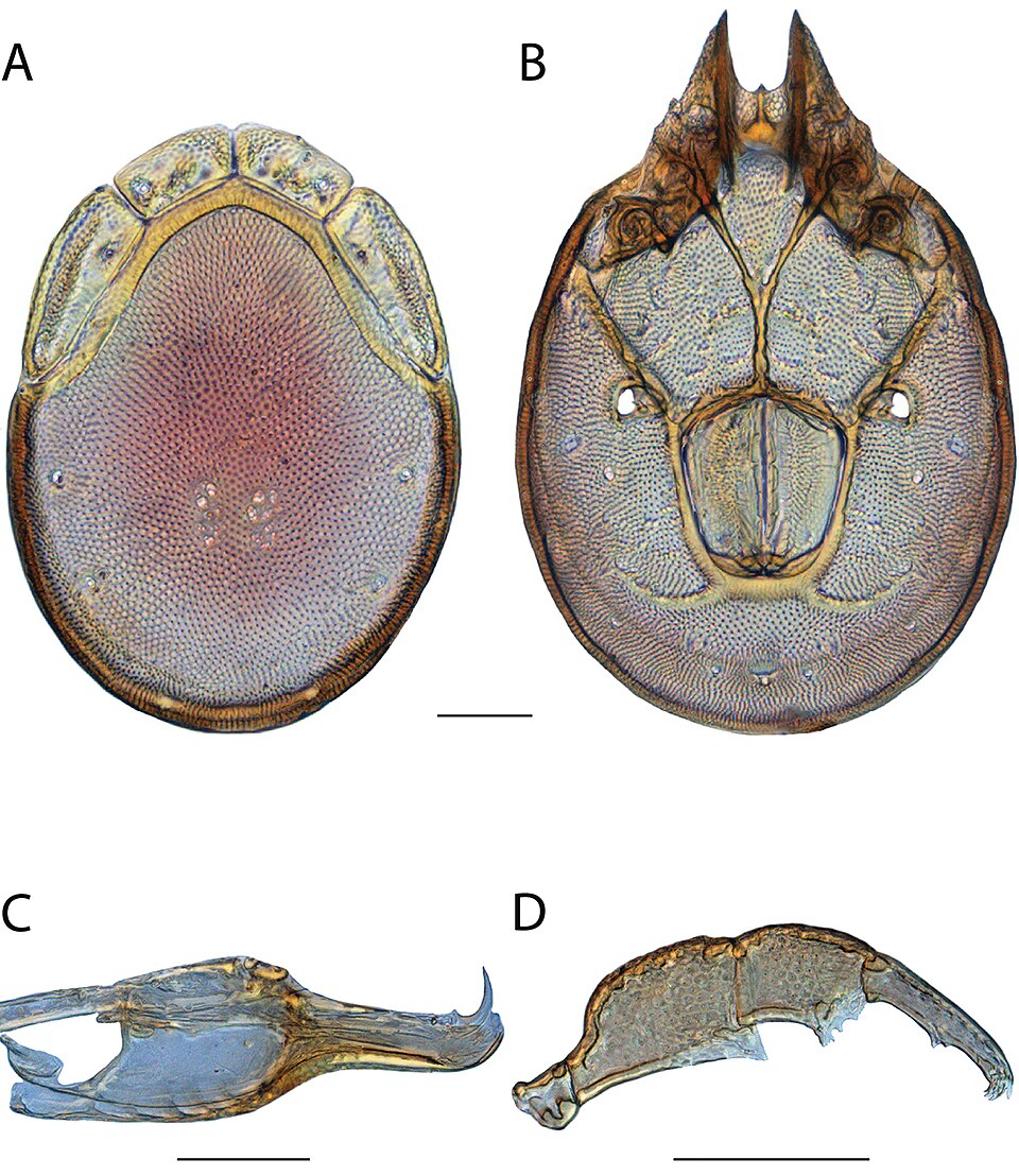 File:Torrenticola oliveri (10.3897-zookeys.701.13261) Figure 173.jpg