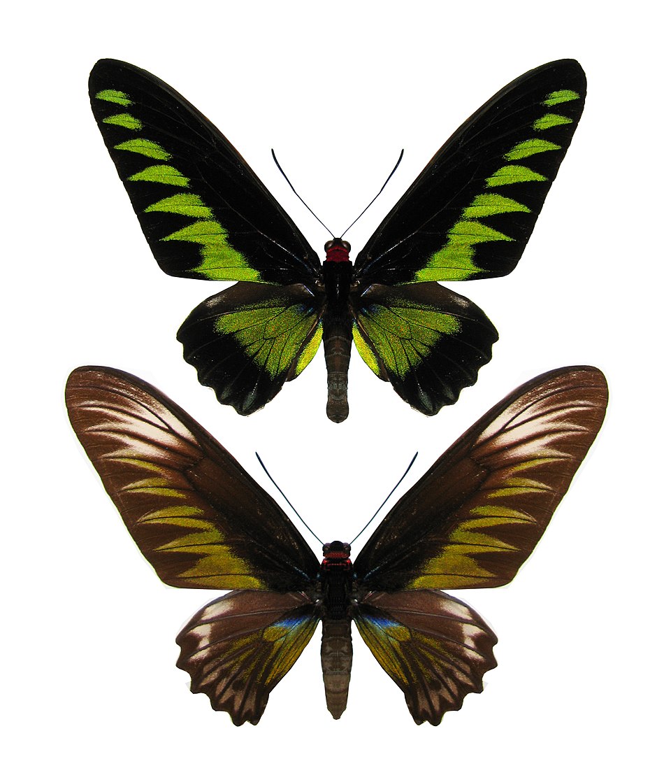 File:Trogonoptera brookiana 0588.JPG