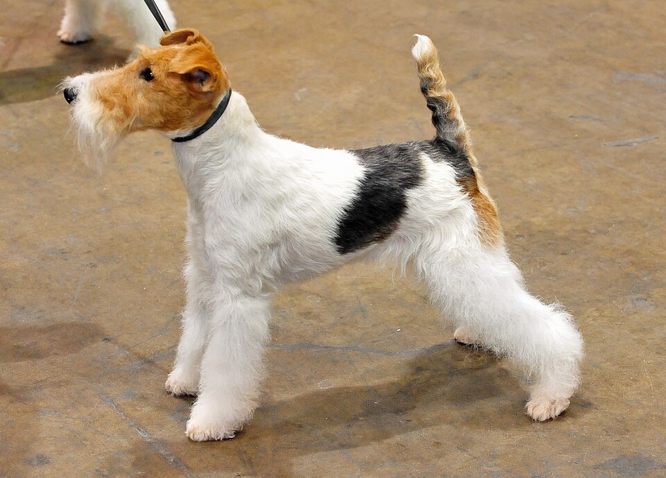 File:01 Wire Fox terrier.jpg
