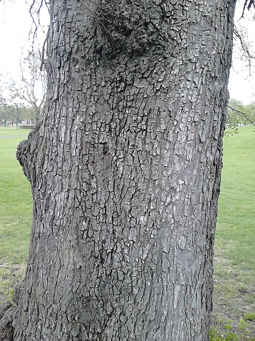 File:AZ0001 Ulmus. Duncan Place (01).jpg