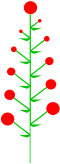 Determinate inflorescence with acropetal maturation