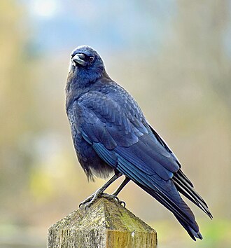 American crow